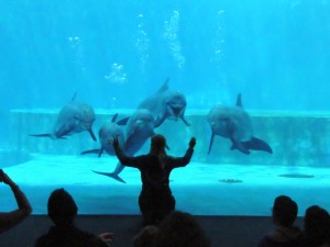 Addestramento Padiglione Cetacei