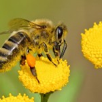 Apis-mellifera-1024x765