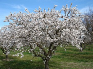 mandorlo in fiore